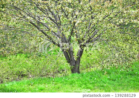 Yellow-green cherry blossoms, Gyoiko Yellow-green cherry blossoms, Gyoiko 139288129