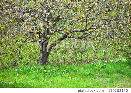 Yellow-green cherry blossoms, Gyoiko Yellow-green cherry blossoms, Gyoiko 139288130