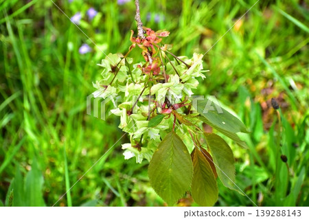 黃綠色的櫻花,行子 黃綠色的櫻花,行子 139288143