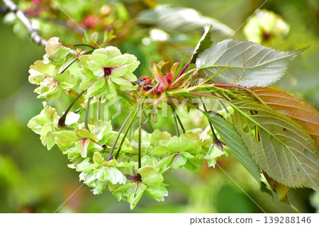 Yellow-green cherry blossoms, Gyoiko Yellow-green cherry blossoms, Gyoiko 139288146