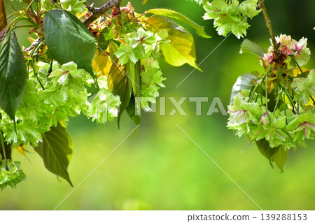 Yellow-green cherry blossoms, Gyoiko Yellow-green cherry blossoms, Gyoiko 139288153