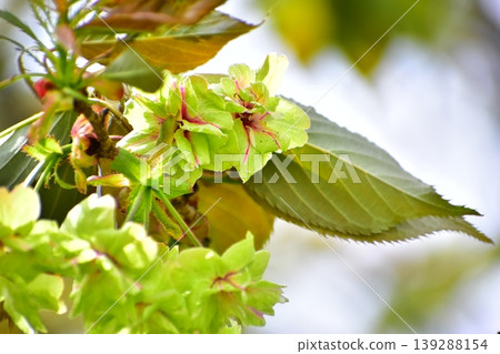 Yellow-green cherry blossoms, Gyoiko Yellow-green cherry blossoms, Gyoiko 139288154