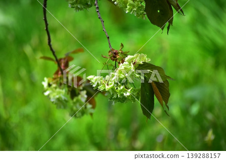 Yellow-green cherry blossoms, Gyoiko Yellow-green cherry blossoms, Gyoiko 139288157