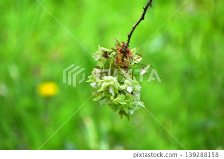 Yellow-green cherry blossoms, Gyoiko Yellow-green cherry blossoms, Gyoiko 139288158