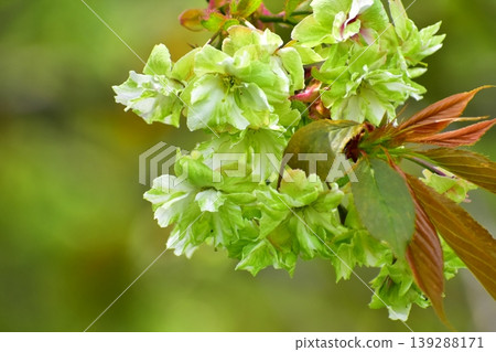 Yellow-green cherry blossoms, Gyoiko Yellow-green cherry blossoms, Gyoiko 139288171