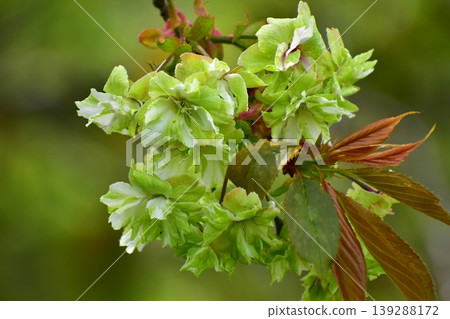 Yellow-green cherry blossoms, Gyoiko Yellow-green cherry blossoms, Gyoiko 139288172