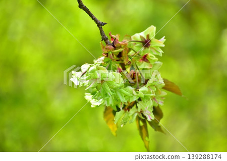 Yellow-green cherry blossoms, Gyoiko Yellow-green cherry blossoms, Gyoiko 139288174