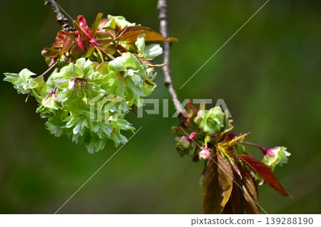 Yellow-green cherry blossoms, Gyoiko Yellow-green cherry blossoms, Gyoiko 139288190
