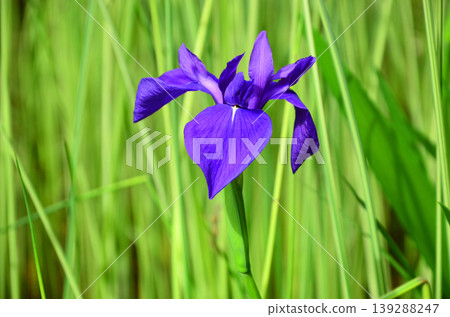 美麗的藍紫色鳶尾花 139288247