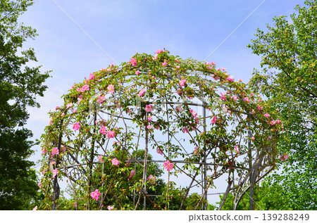 玫瑰園一景(大阪鶴見綠地公園) 玫瑰園一景(大阪鶴見綠地公園) 139288249