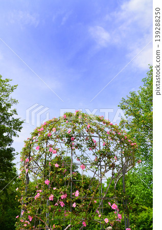 A view of a rose garden (Tsurumi Ryokuchi Park, Osaka) A view of a rose garden (Tsurumi Ryokuchi Park, Osaka) 139288250