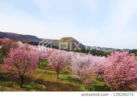 Cherry blossom groves at Sakura Pass in Fukushima | Hills dyed in spring colors and rural landscapes with fresh greenery (Kitashiobara Village) 139288272