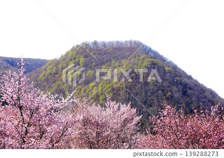 A breathtaking spring landscape created by cherry blossoms in full bloom and budding mountain ranges | Sakura Pass, Fukushima Prefecture 139288273