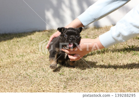 法國鬥牛犬 139288295