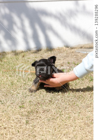 法國鬥牛犬 139288296