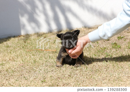 French bulldog 139288300