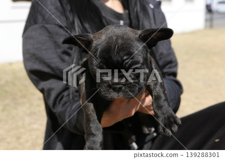 法國鬥牛犬 139288301