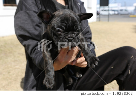 French bulldog French bulldog 139288302
