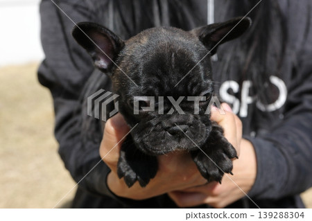French bulldog 139288304