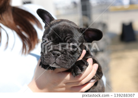 French bulldog French bulldog 139288307