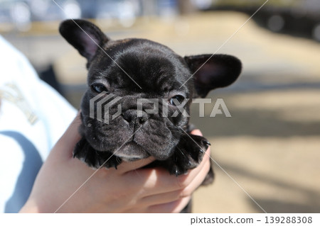 French bulldog French bulldog 139288308