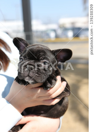 French bulldog 139288309