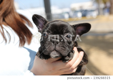 French bulldog French bulldog 139288315