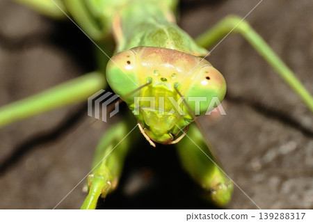 The face of the black-tailed mantis 139288317