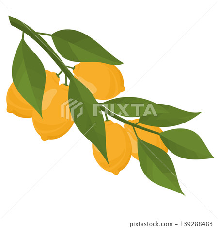 lemon branch with fruits and leaves lemon branch with fruits and leaves 139288483