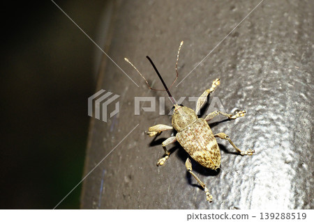 A kind of weevil A kind of weevil 139288519