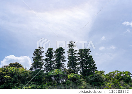 藍天和森林樹木 藍天和森林樹木 139288522