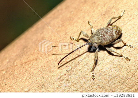 A kind of weevil A kind of weevil 139288631