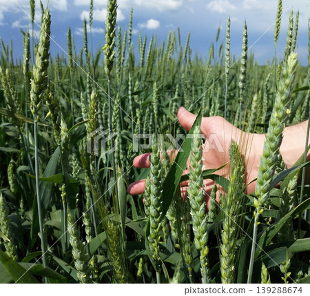 a man's hand among the green ears of ripening wheat or barley a man's hand among the green ears of ripening wheat or barley 139288674