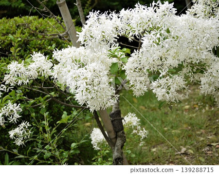 White flowers of the Chionanthus retusus in the park 139288715