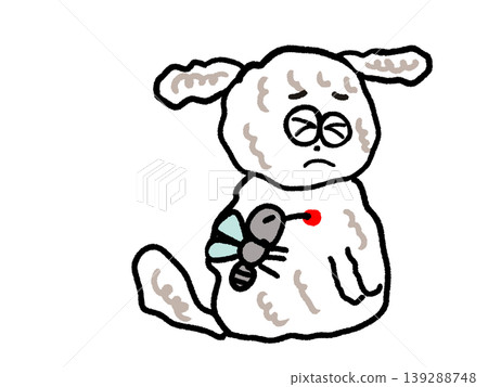 一隻白色玩具貴賓犬被蚊子叮咬後閉上了眼睛。 139288748
