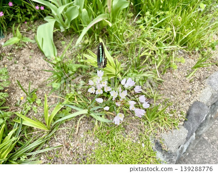 A swallowtail butterfly sipping nectar from a chive flower. A swallowtail butterfly sipping nectar from a chive flower. 139288776