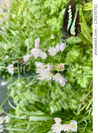A swallowtail butterfly sipping nectar from a chive flower. A swallowtail butterfly sipping nectar from a chive flower. 139288782