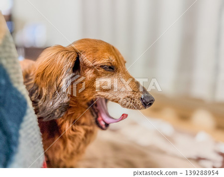 A big yawning dachshund A big yawning dachshund 139288954