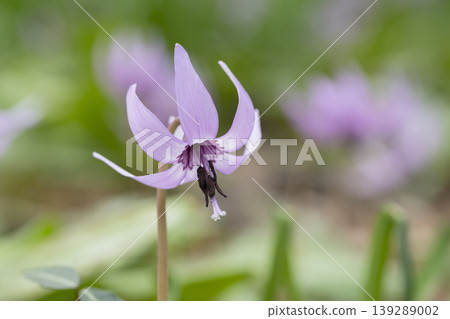 Katakuri flowers 139289002