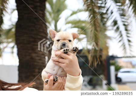 法國鬥牛犬 139289035