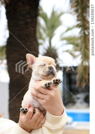法國鬥牛犬 139289037