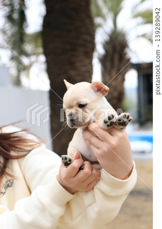法國鬥牛犬 139289042