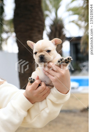 法國鬥牛犬 139289044