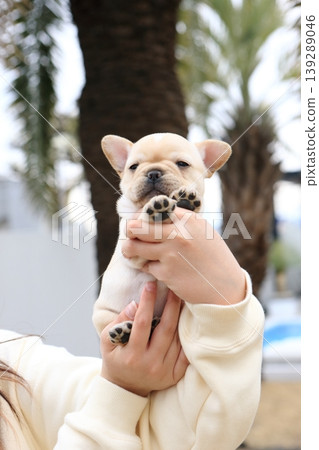 法國鬥牛犬 139289046