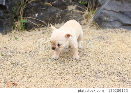 法國鬥牛犬 法國鬥牛犬 139289153