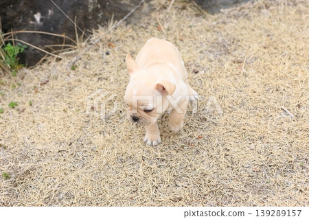 French bulldog 139289157