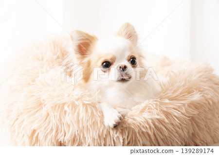 A pink bed and Simba the Chihuahua A pink bed and Simba the Chihuahua 139289174