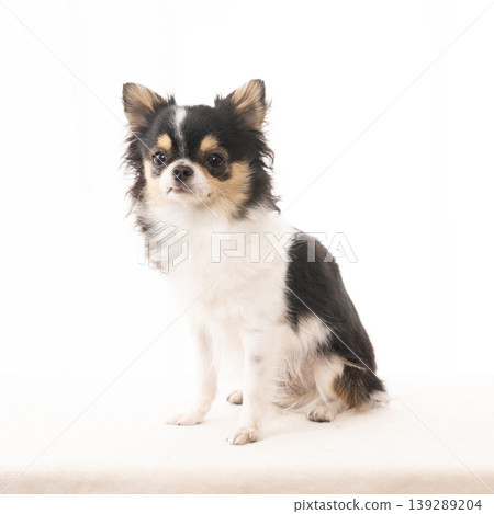 吉娃娃犬奈拉坐著 吉娃娃犬奈拉坐著 139289204