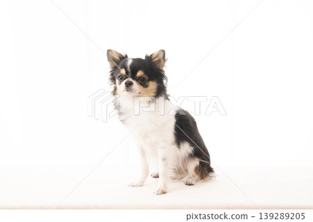吉娃娃犬奈拉坐著 139289205