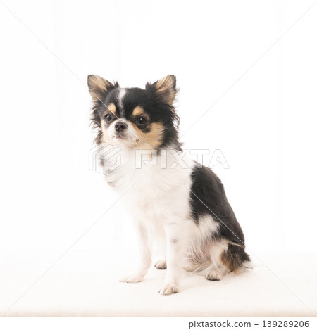 吉娃娃犬奈拉坐著 吉娃娃犬奈拉坐著 139289206